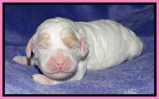Jolie Buster pups 1 wk old 111
