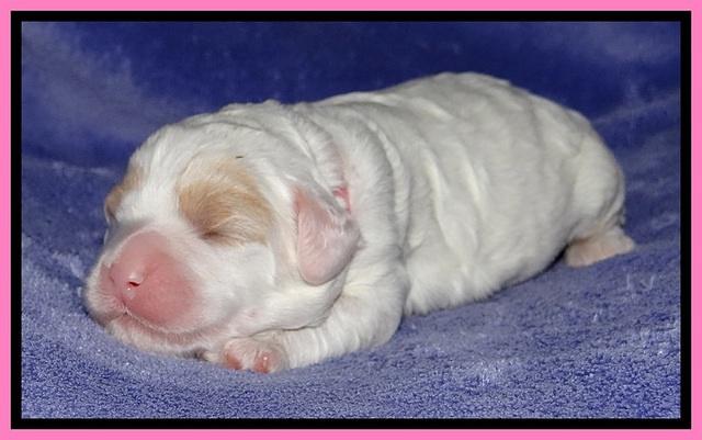 Jolie Buster pups 1 wk old 121