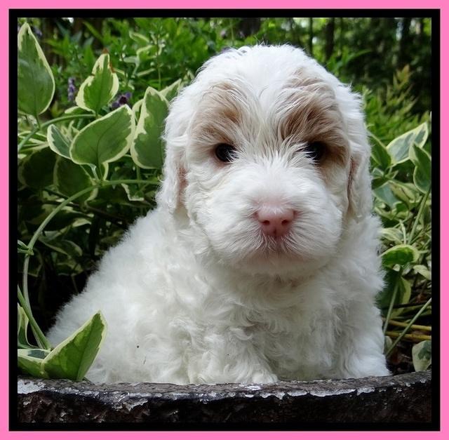 Jolie Buster pups 4 wks old 90