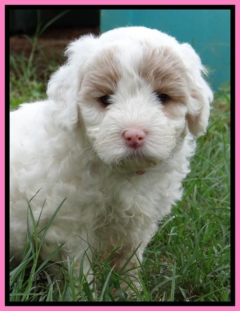 Jolie Buster pups 6.5 wks old 341