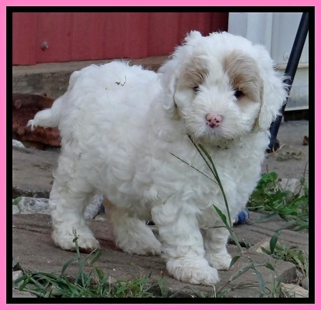 Jolie Buster pups 6.5 wks old 351