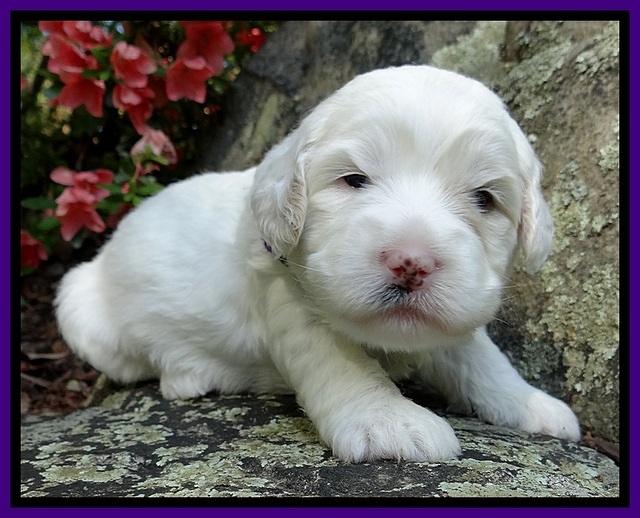 Jolie Buster 3 wks old 171