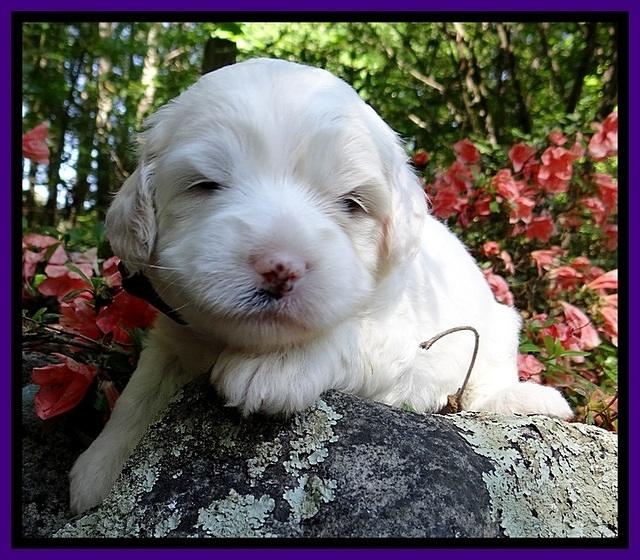 Jolie Buster 3 wks old 181