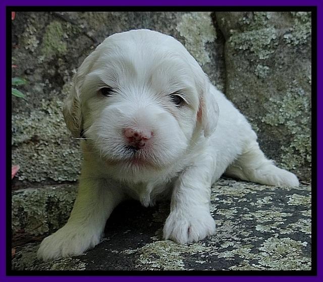 Jolie Buster 3 wks old 201