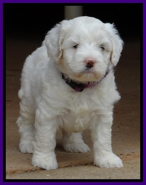 Jolie Buster 5 wks old 170