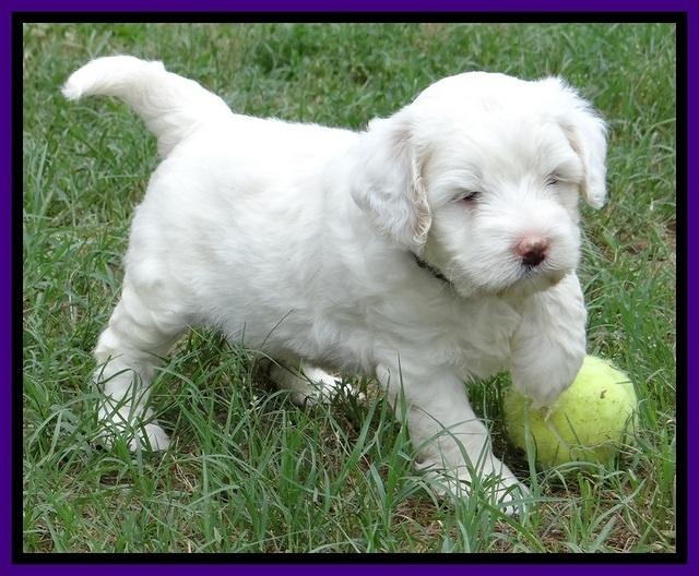 Jolie Buster 5 wks old 200