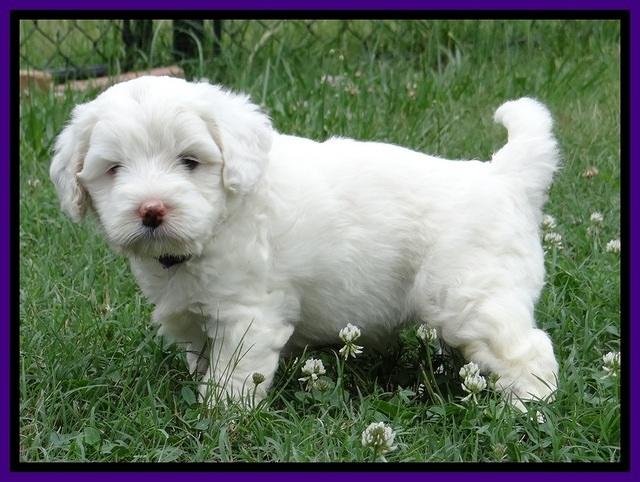 Jolie Buster 5 wks old 210