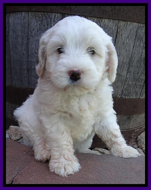 Jolie Buster 6 wks old 311