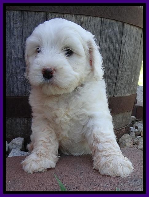 Jolie Buster 6 wks old 341