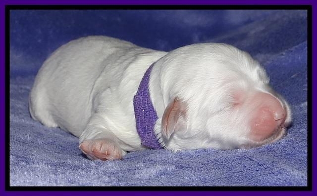 Jolie Buster pups 1 wk old 141