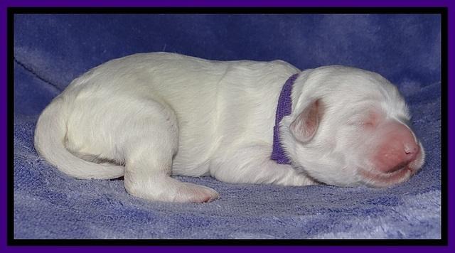 Jolie Buster pups 1 wk old 151