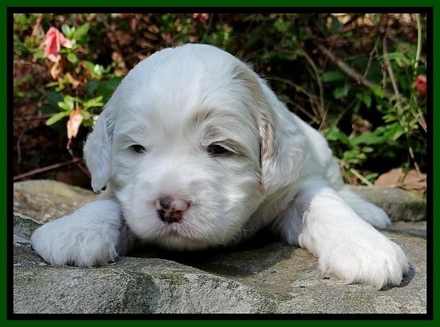 Jolie Buster 3 wks old 241