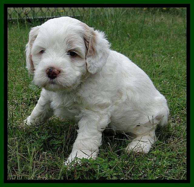 Jolie Buster 5 wks old 230