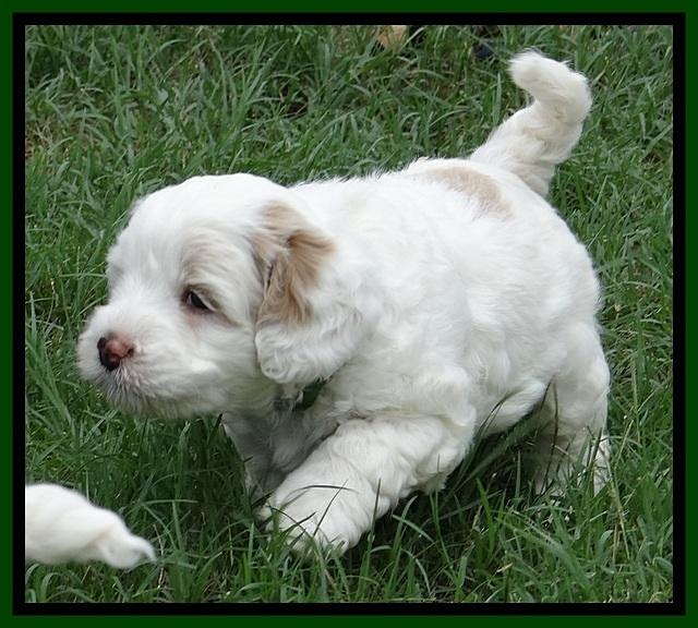 Jolie Buster 5 wks old 270