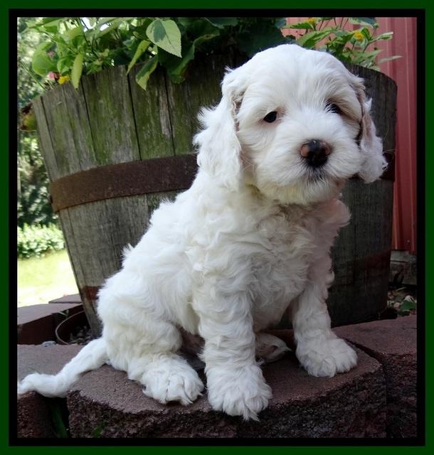 Jolie Buster 6 wks old 71