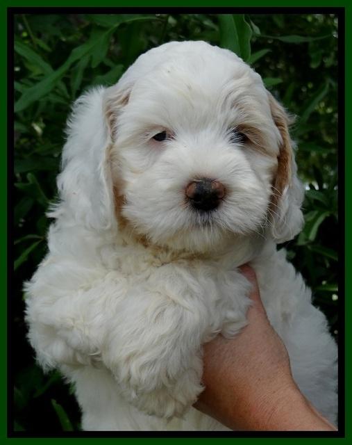 Jolie Buster 7 wks old 171