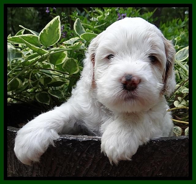 Jolie Buster pups 4 wks old 140