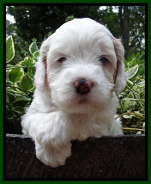 Jolie Buster pups 4 wks old 160