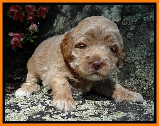 Jolie Buster 3 wks old 281