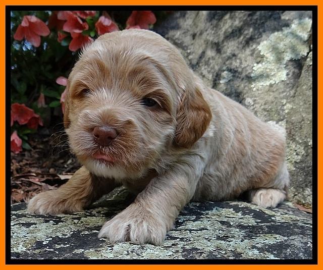 Jolie Buster 3 wks old 291