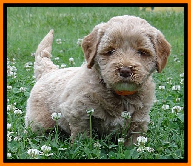 Jolie Buster 5 wks old 300