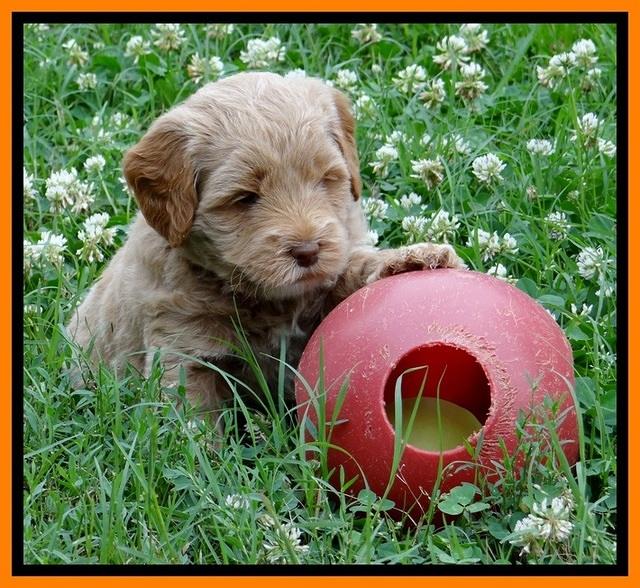 Jolie Buster 5 wks old 320