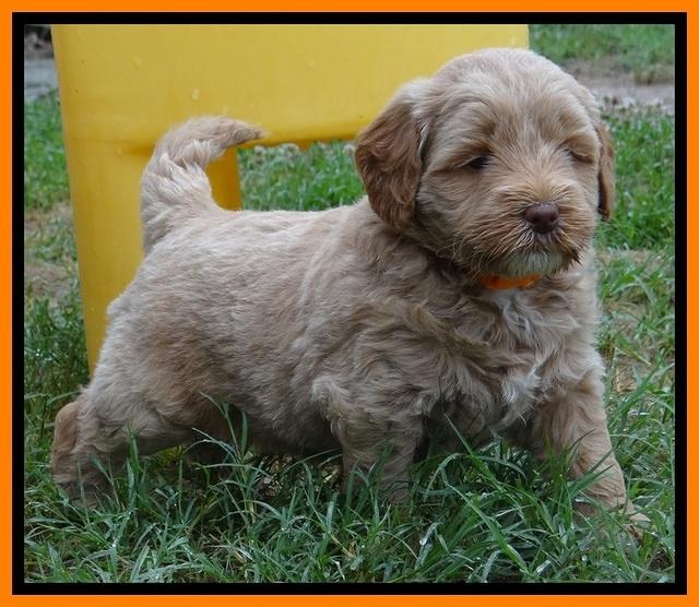 Jolie Buster 5 wks old 360