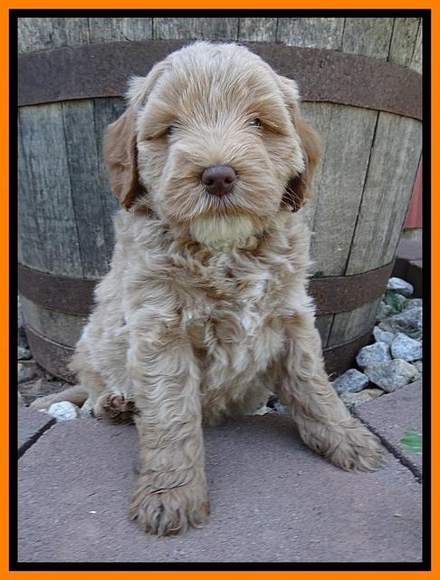 Jolie Buster 6 wks old 141