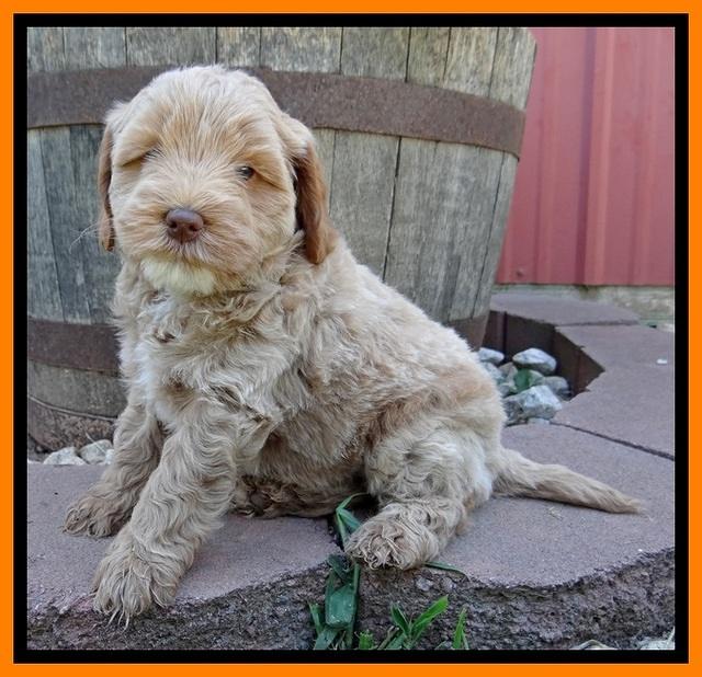 Jolie Buster 6 wks old 151