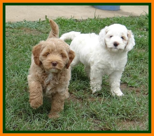 Jolie Buster 6.5 wks old 42