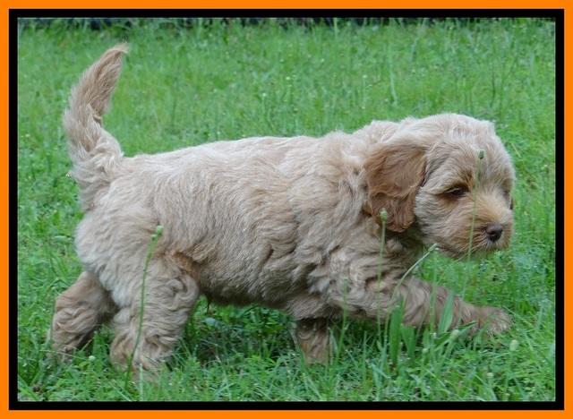 Jolie Buster 6.5 wks old 62