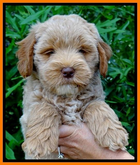 Jolie Buster 7 wks old 191