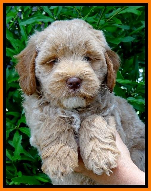 Jolie Buster 7 wks old 201