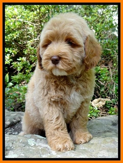 Jolie Buster 8 weeks old 12