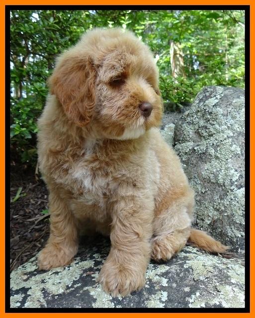 Jolie Buster 8 weeks old 32