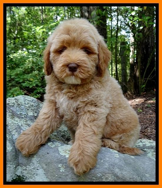 Jolie Buster 8 weeks old 42