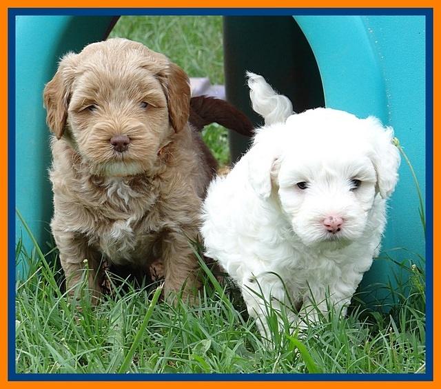 Jolie Buster pups 5 wks old 581