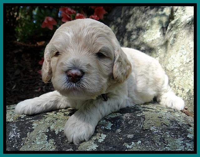 Jolie Buster 3 wks old 321