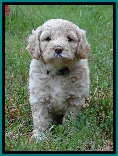 Jolie Buster 5 wks old 410