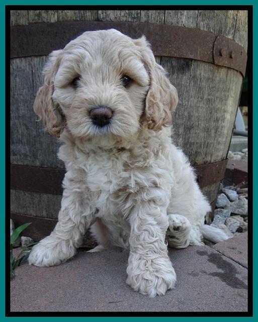 Jolie Buster 6 wks old 251