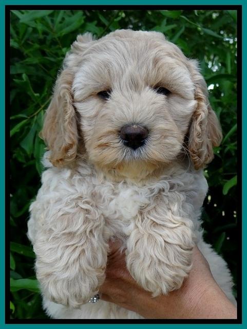 Jolie Buster 7 wks old 221