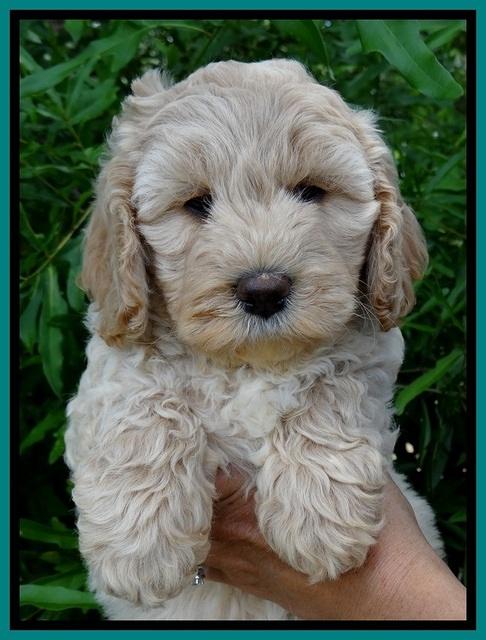 Jolie Buster 7 wks old 261