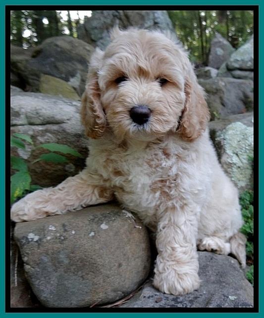 Jolie Buster 8 weeks old 33