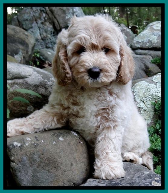 Jolie Buster 8 weeks old 43