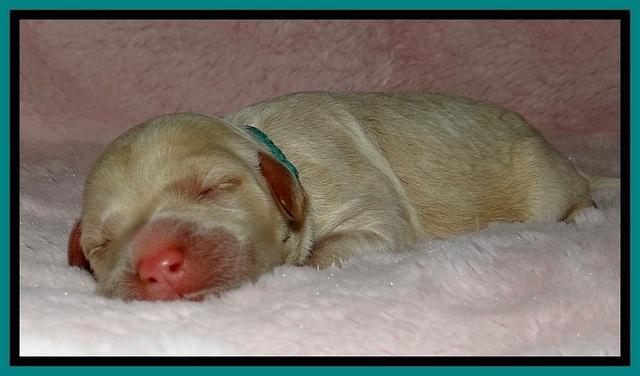 Jolie Buster puppies newborn 9 131