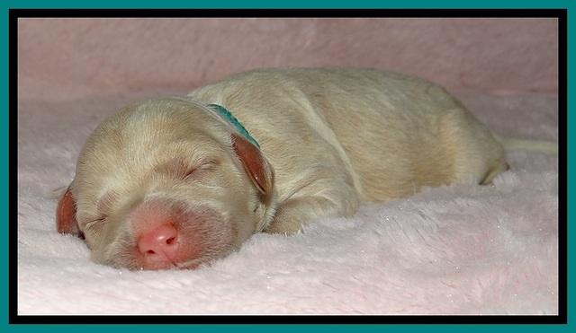 Jolie Buster puppies newborn 9 141