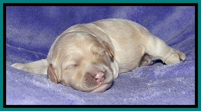 Jolie Buster pups 1 wk old 231