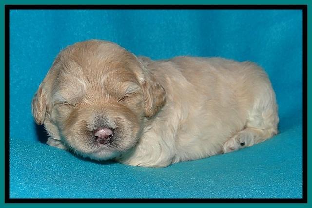 Jolie Buster pups 2 wks old 320