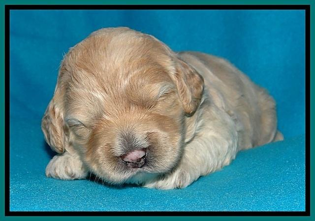 Jolie Buster pups 2 wks old 330
