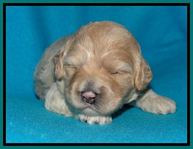 Jolie Buster pups 2 wks old 340